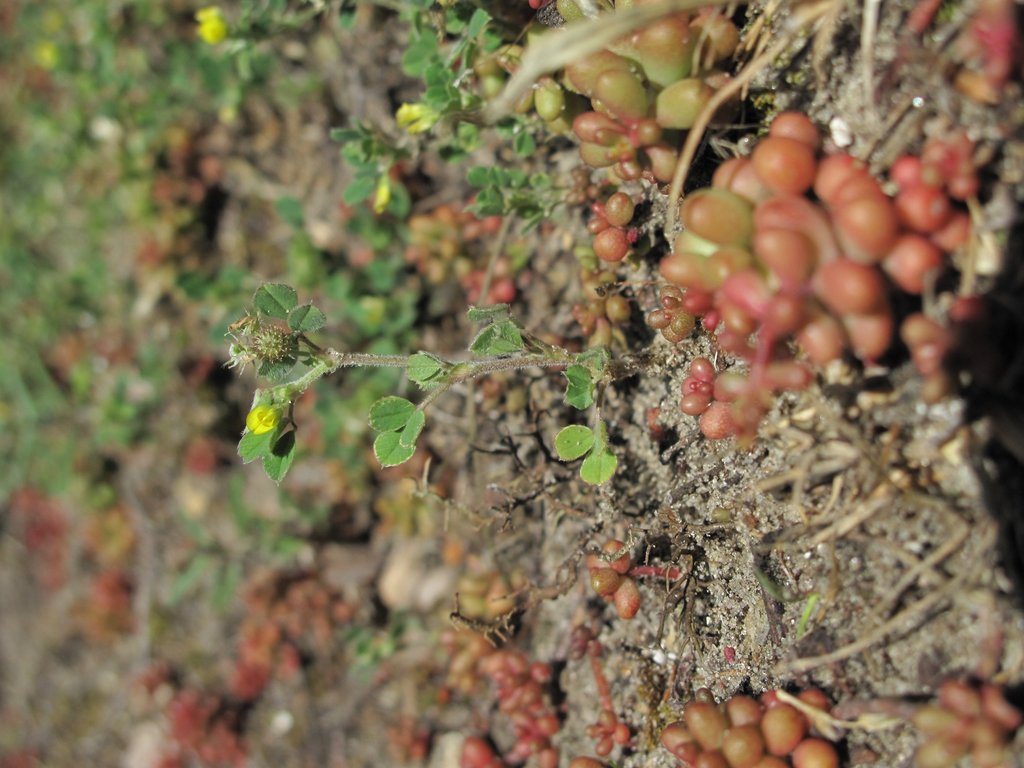 Medicago minima